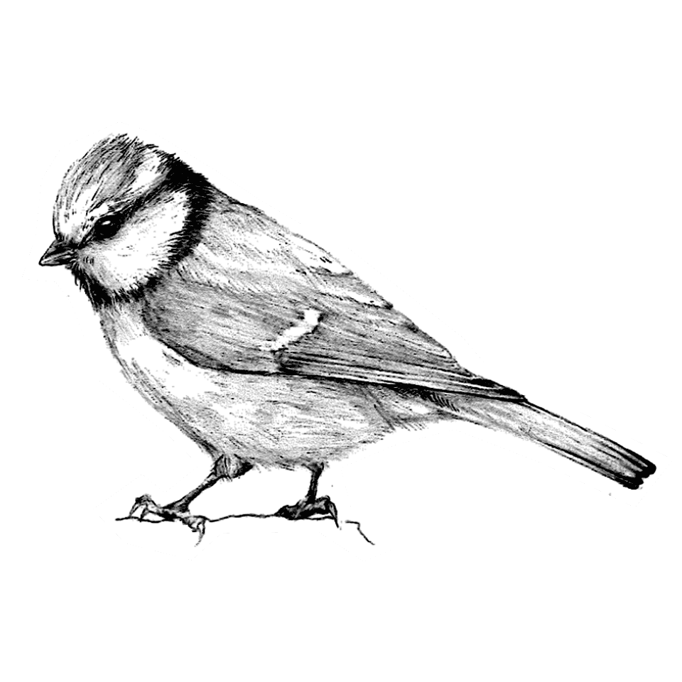 Mésange bleue