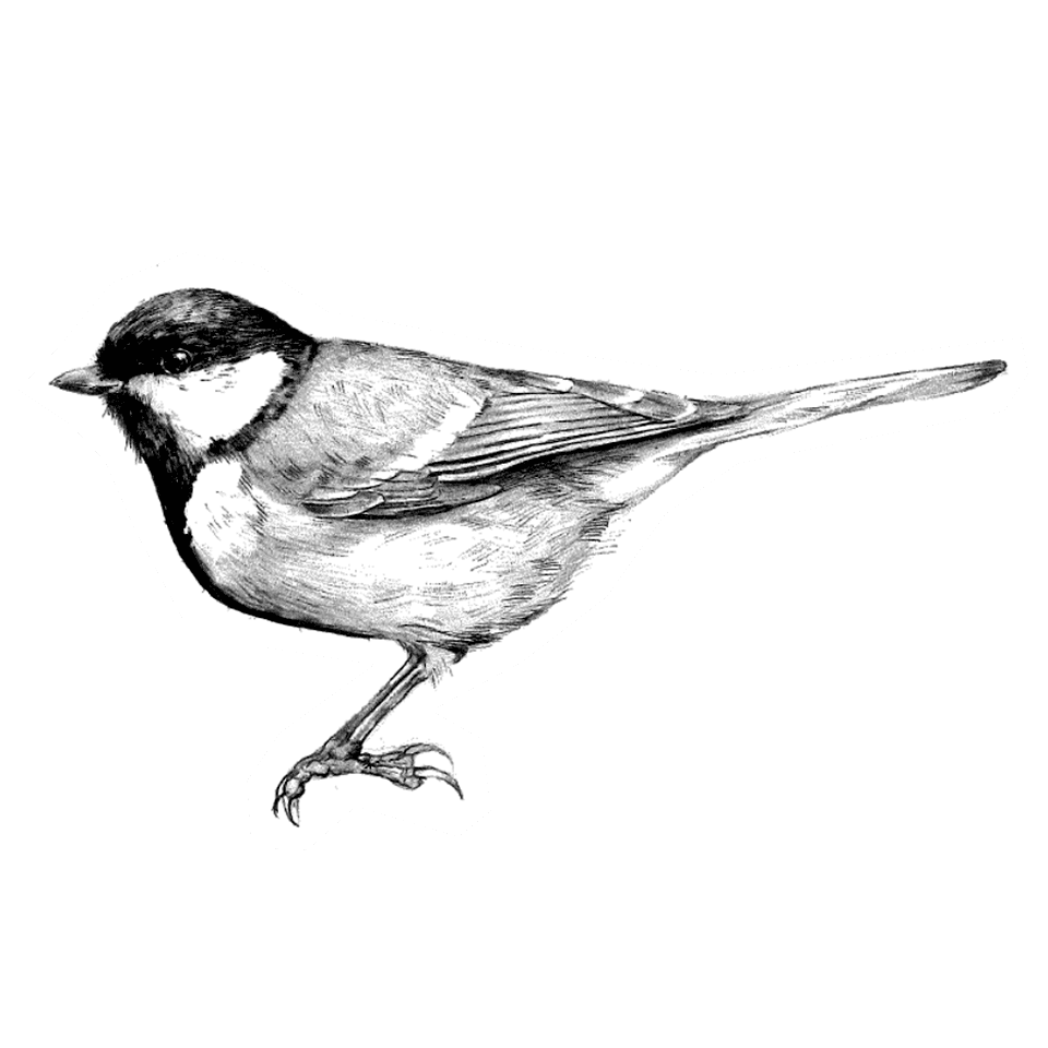 Mésange charbonnière