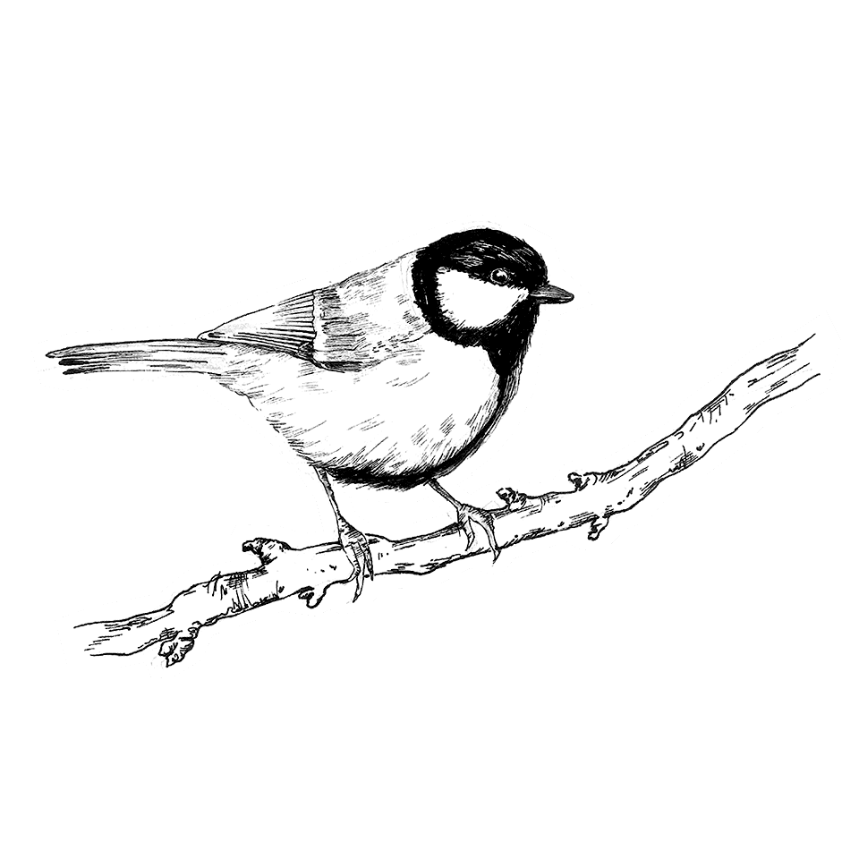 Branch