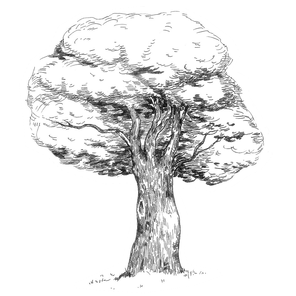 Illustration d'arbre