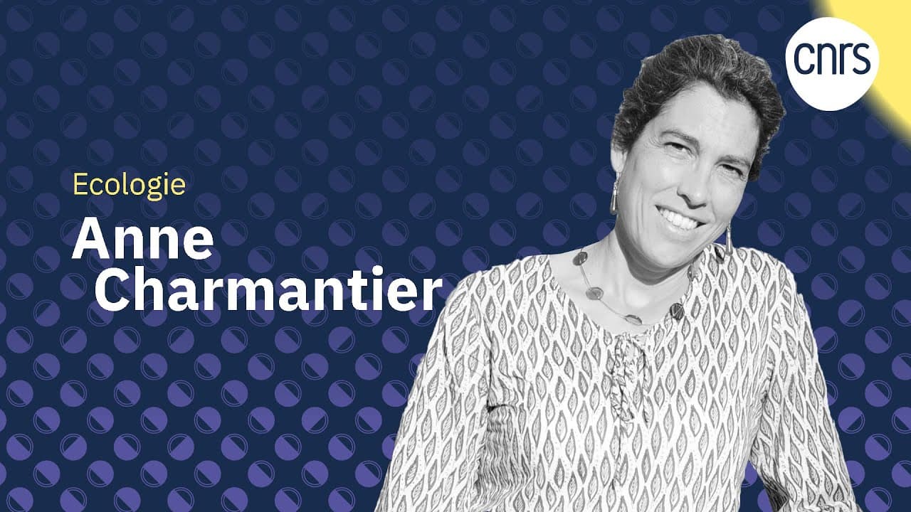 Anne Charmantier, écologue, médaille d'argent du CNRS 2024
